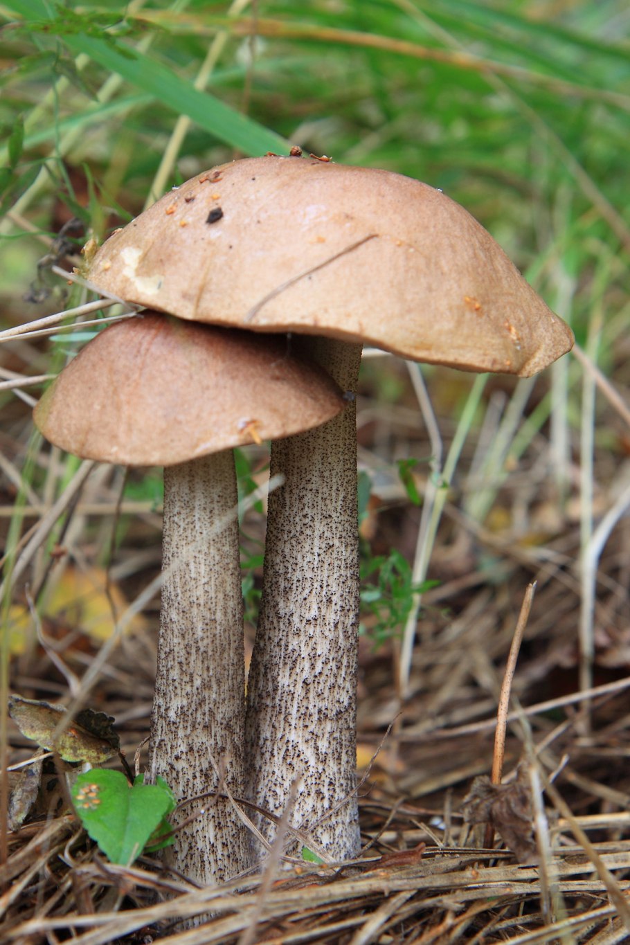 Подберёзовик обыкновенный