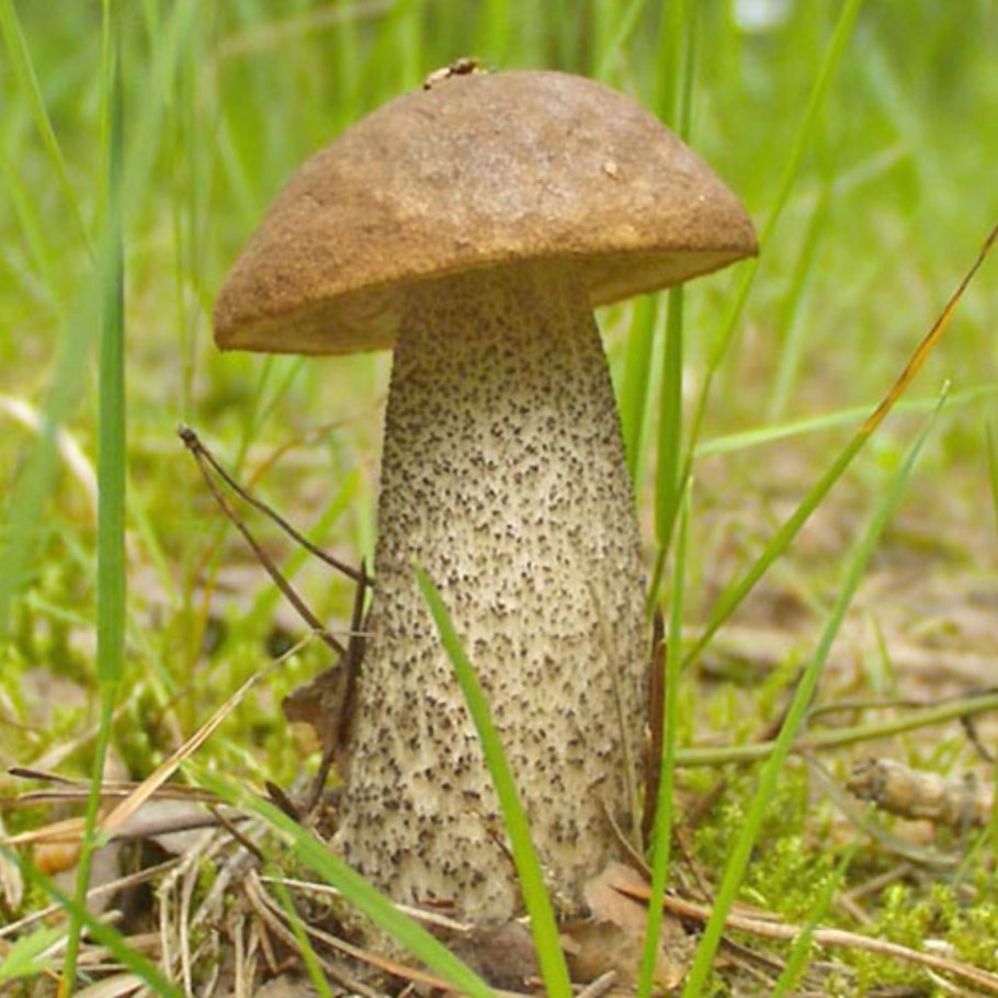 Обабок гриб великан