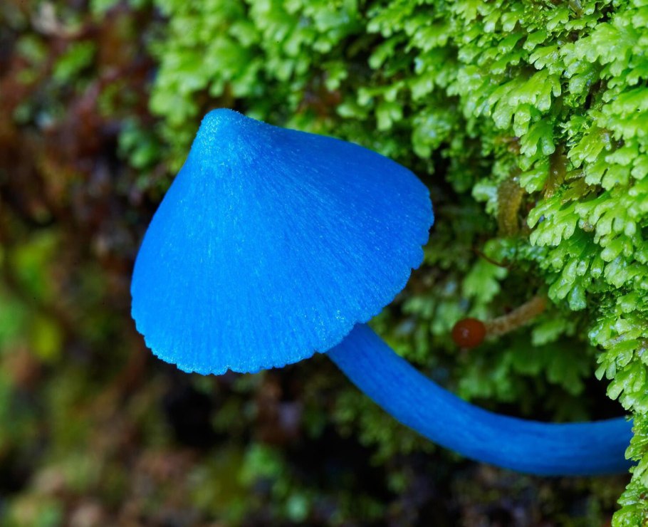 Дубовик гриб срез