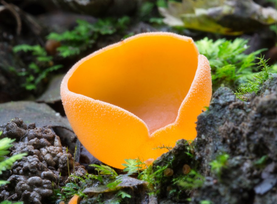 Алеврия оранжевая aleuria aurantia