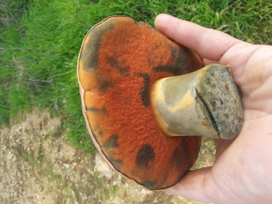 Паутина фиолетовая