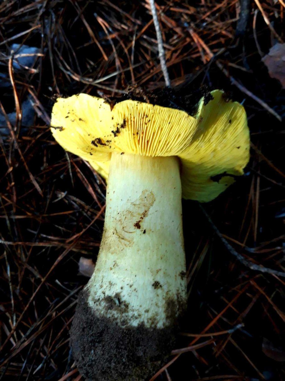Рядовку землисто-серую (Tricholoma terreum)
