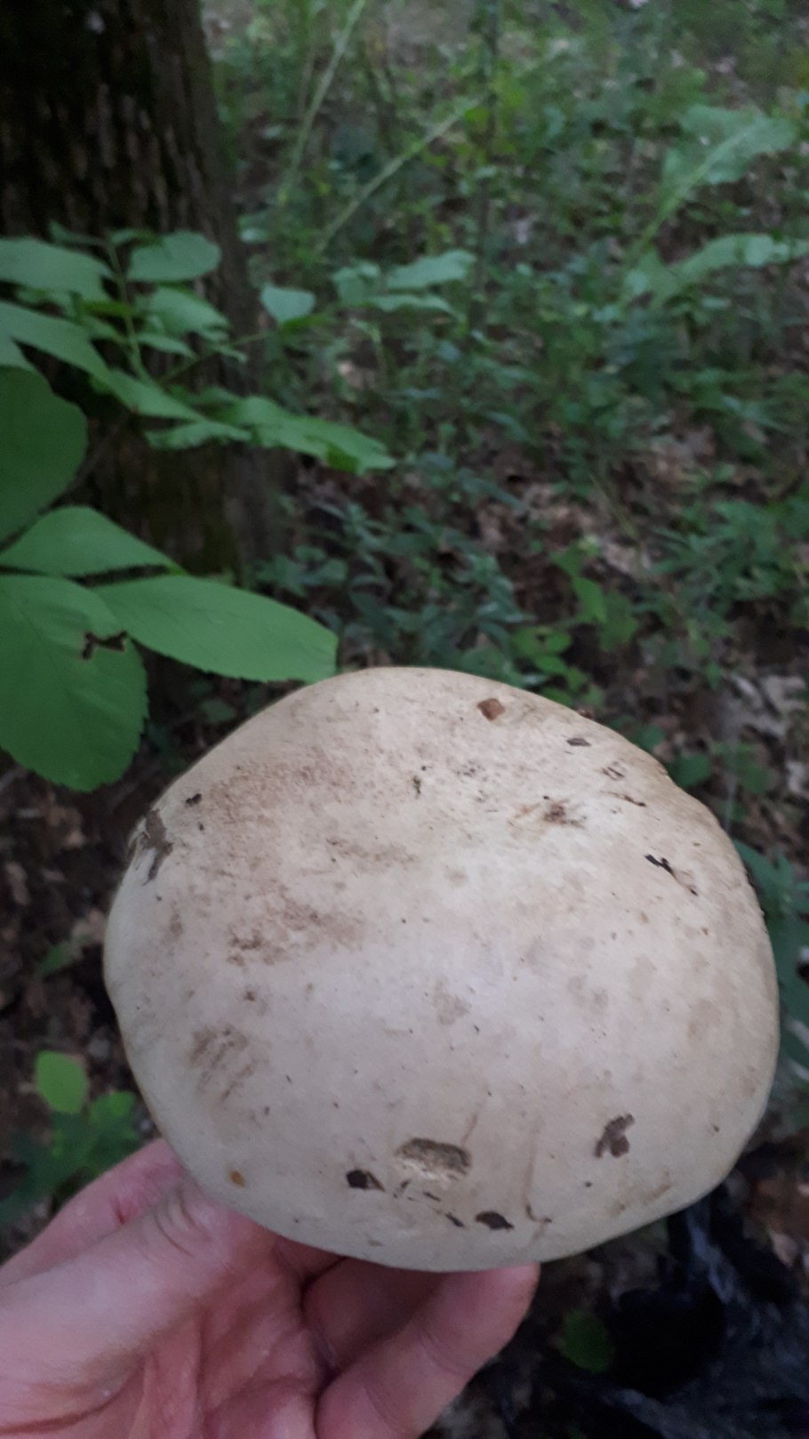 Болет укорененный Boletus radicans
