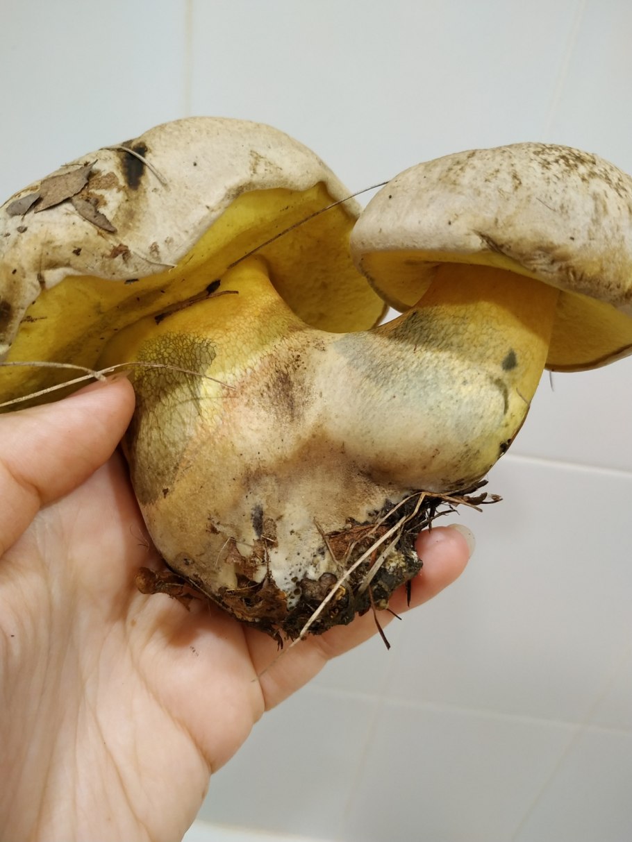 Боровик бронзовый Boletus aereus