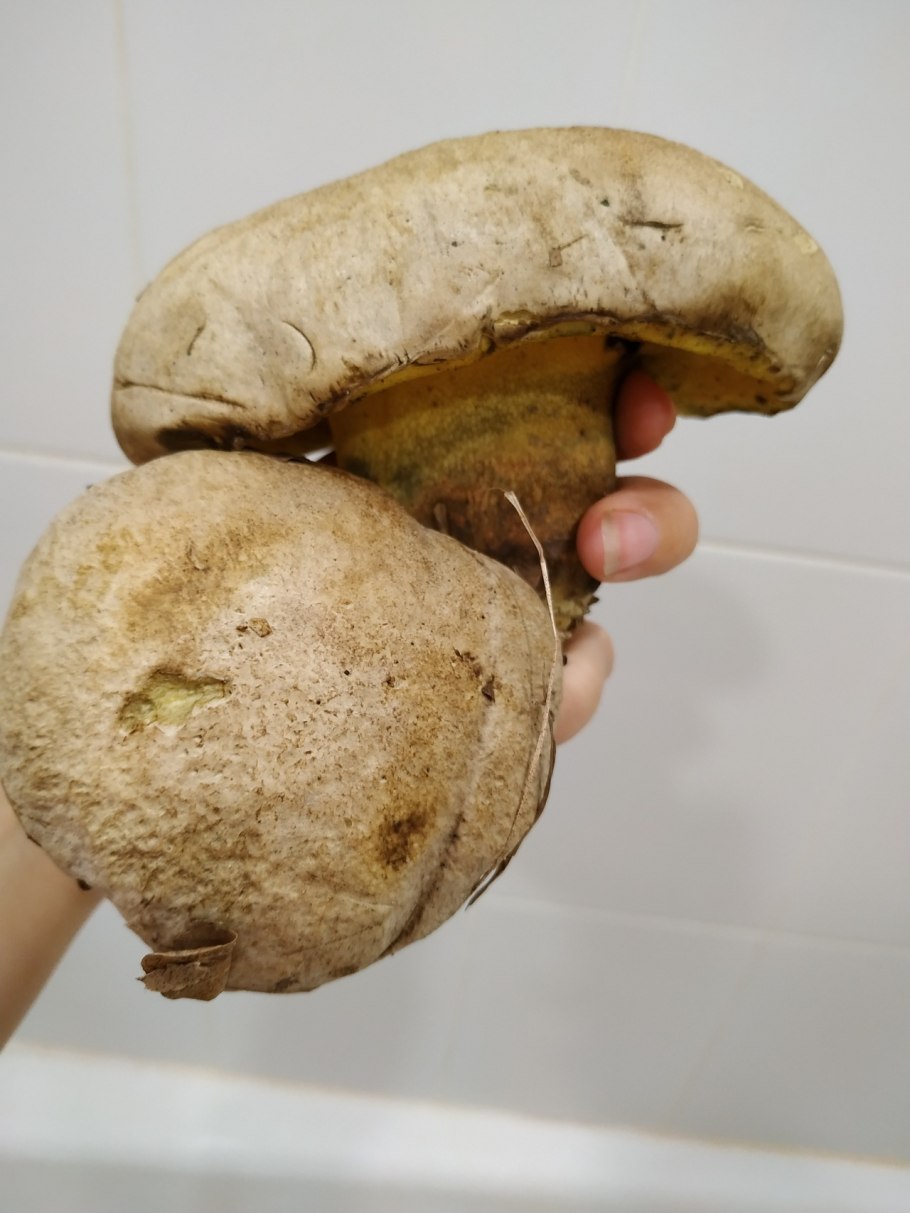 Боровик коренастый