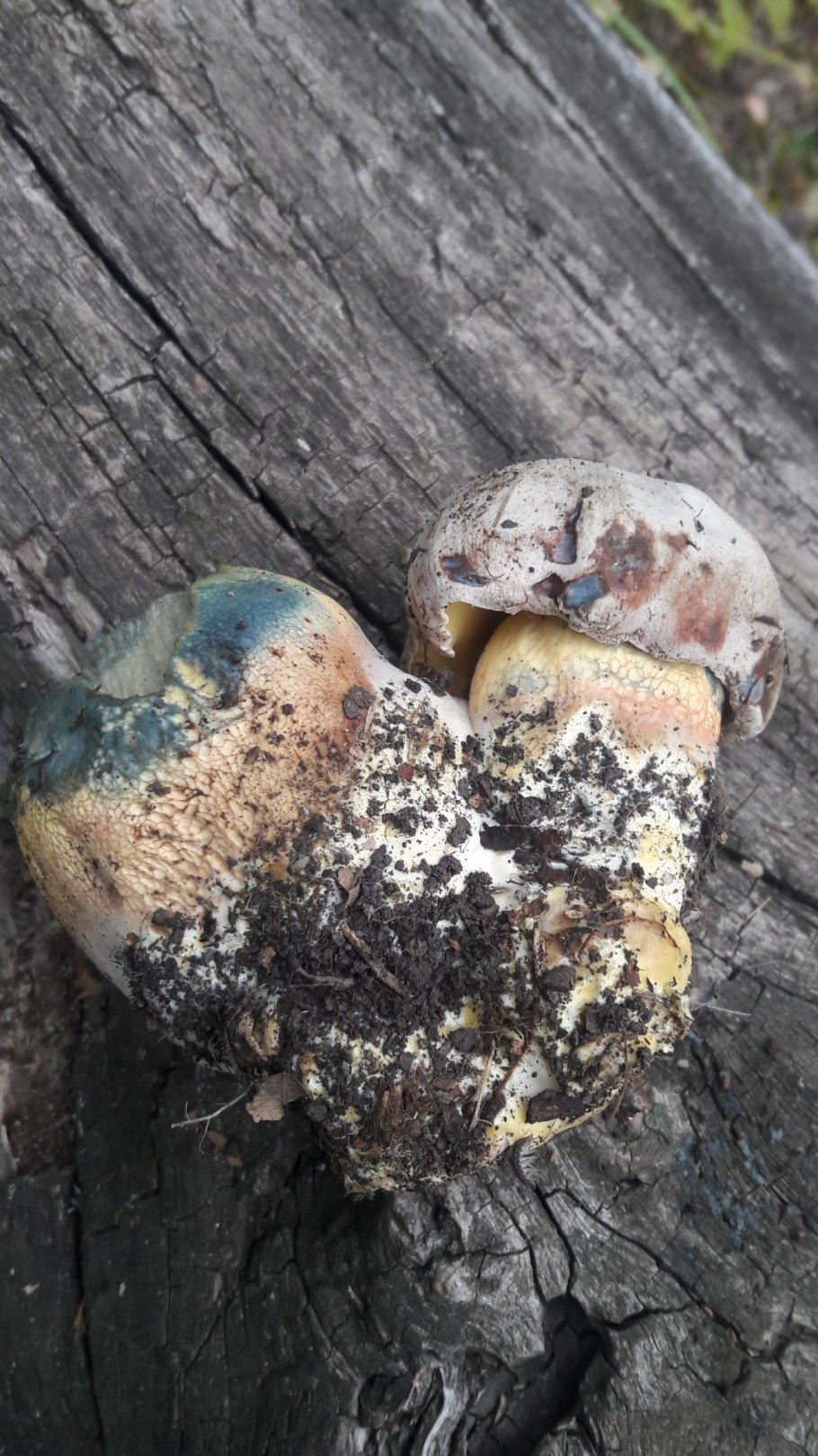 Болет глубокоукореняющийся гриб