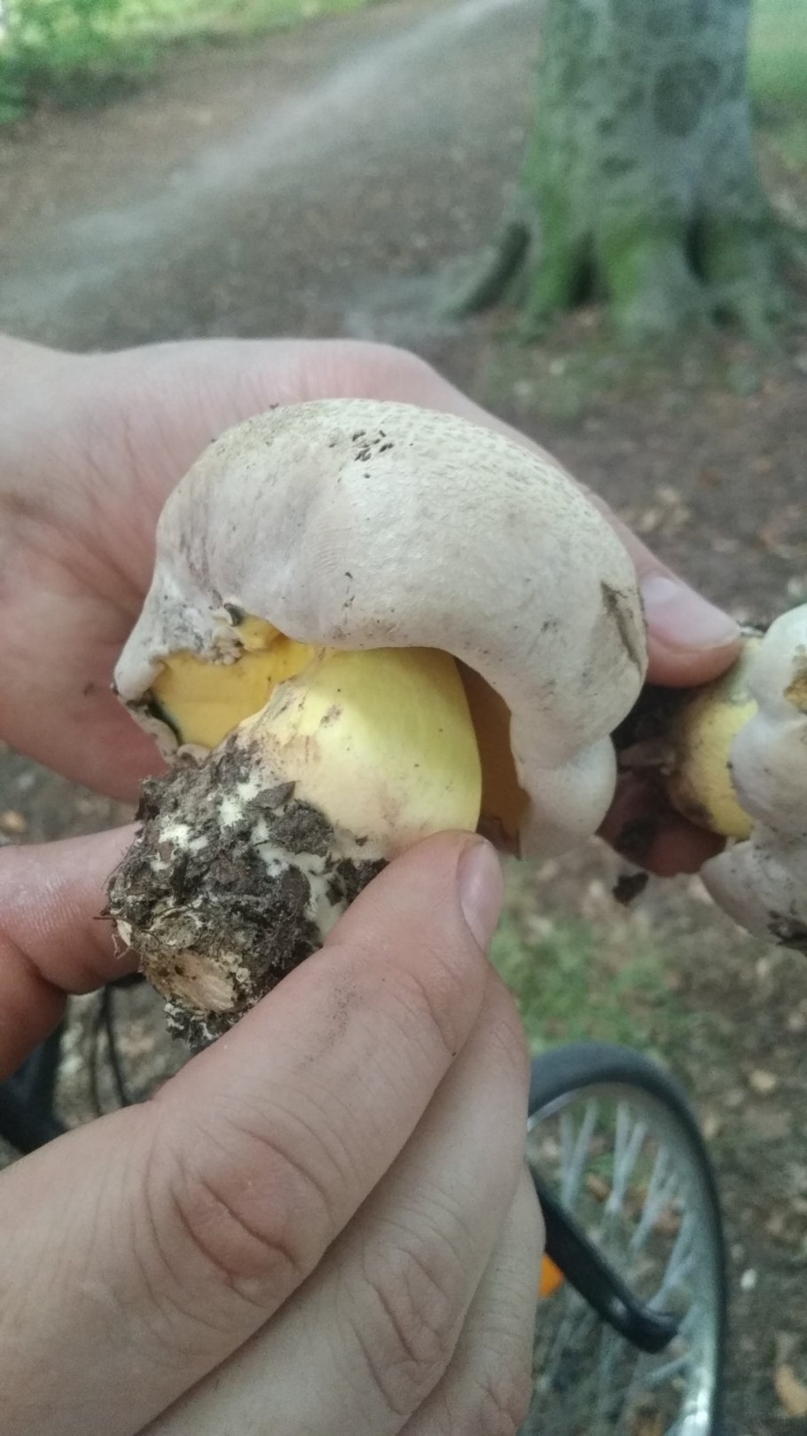 Боровик укореняющийся (Boletus radicans)