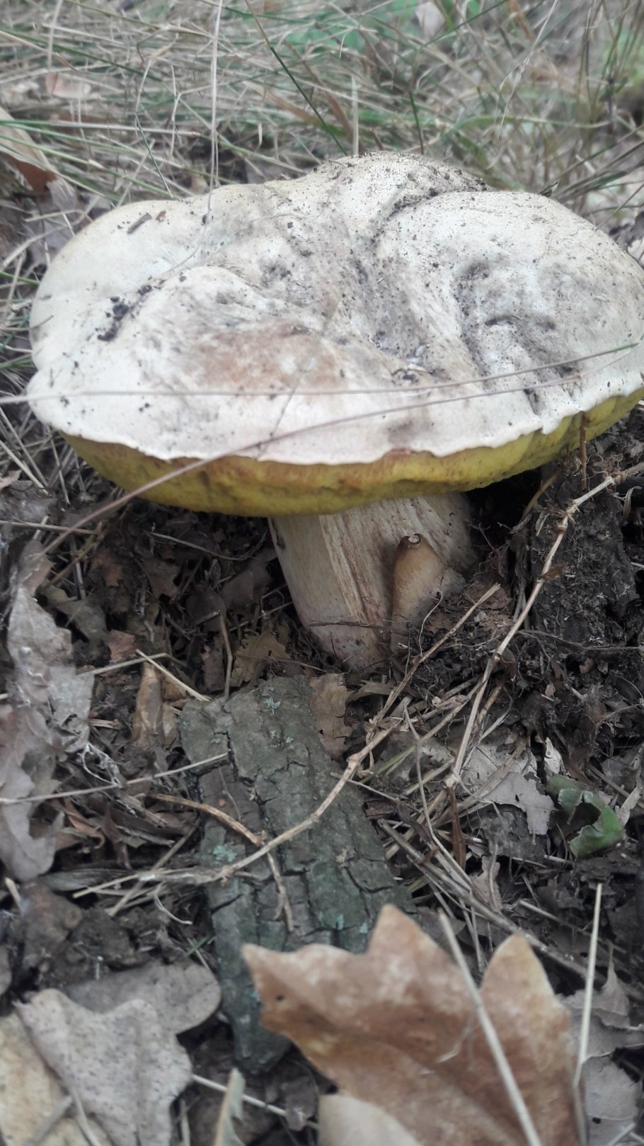 Гриб моховик ложный