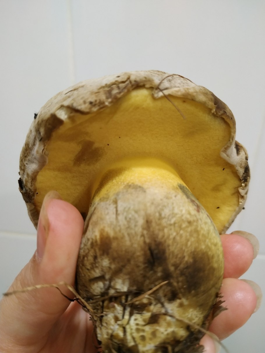 Боровик коренастый