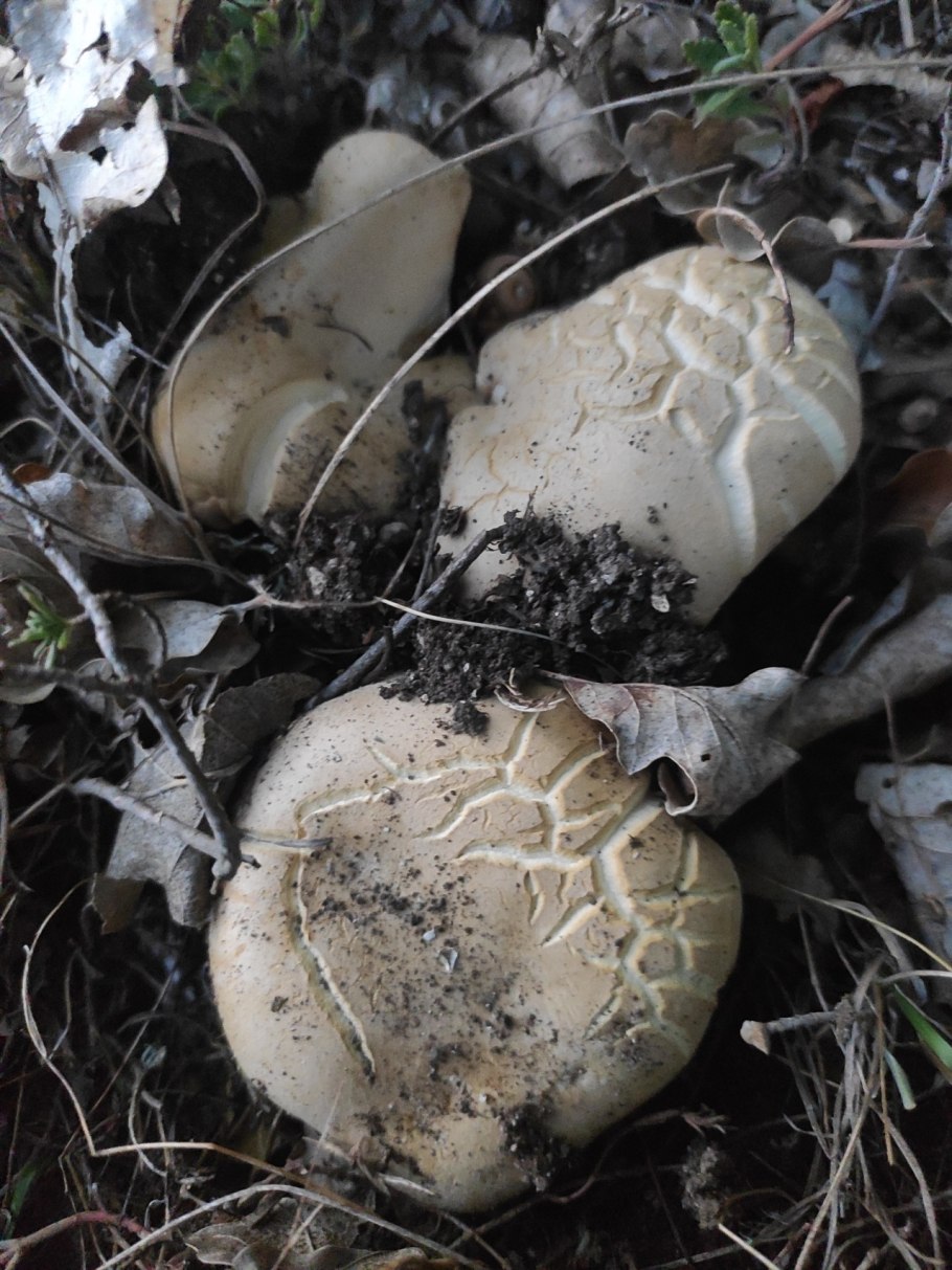 Гриб коренящийся Боровик