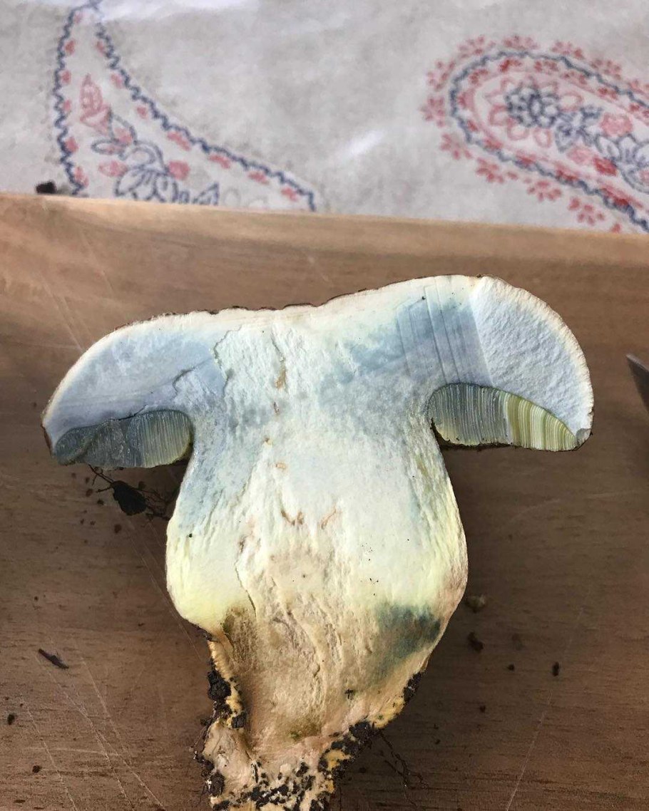 Болет укореняющийся гриб