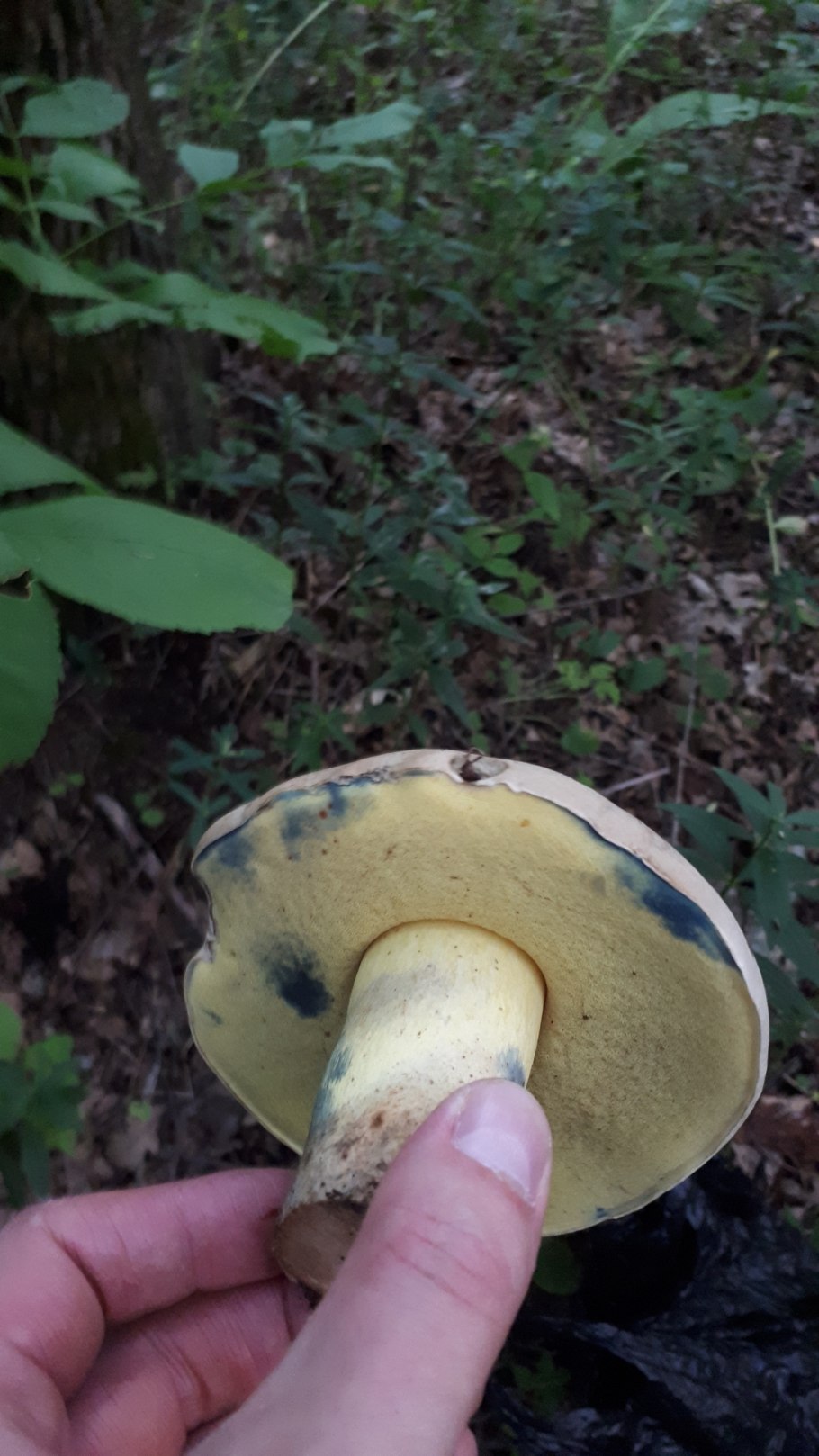 Боровик коренастый