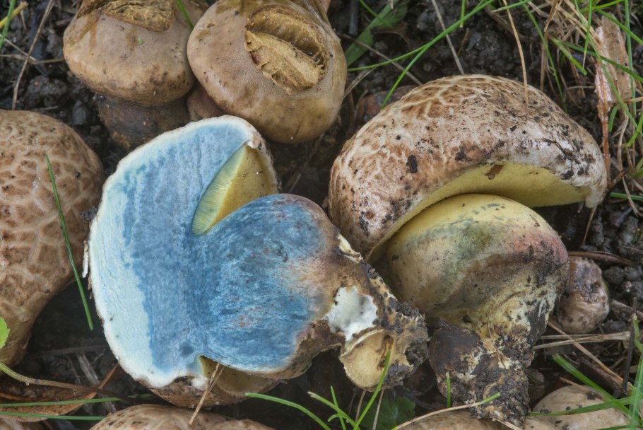 Боровик девичий (Boletus appendiculatus)