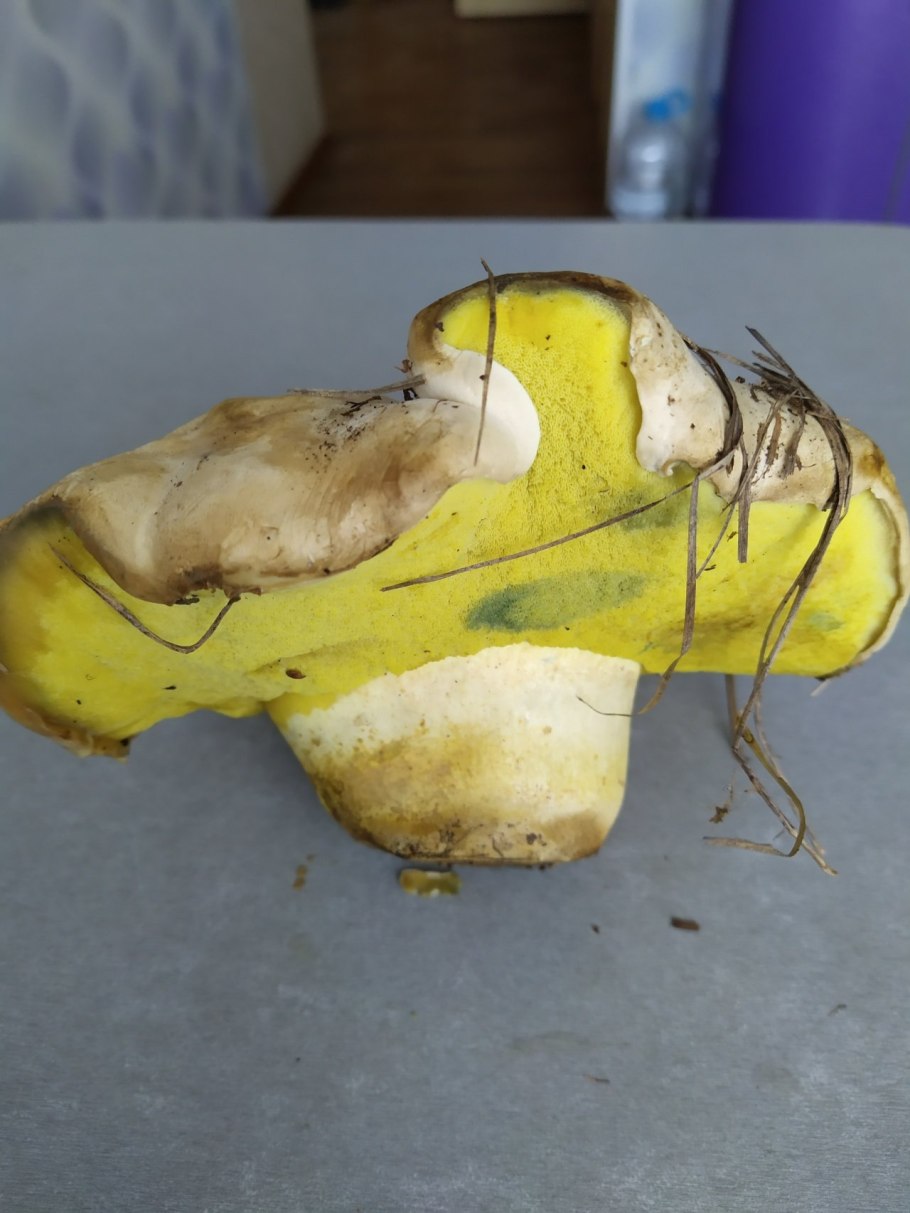 Caloboletus radicans