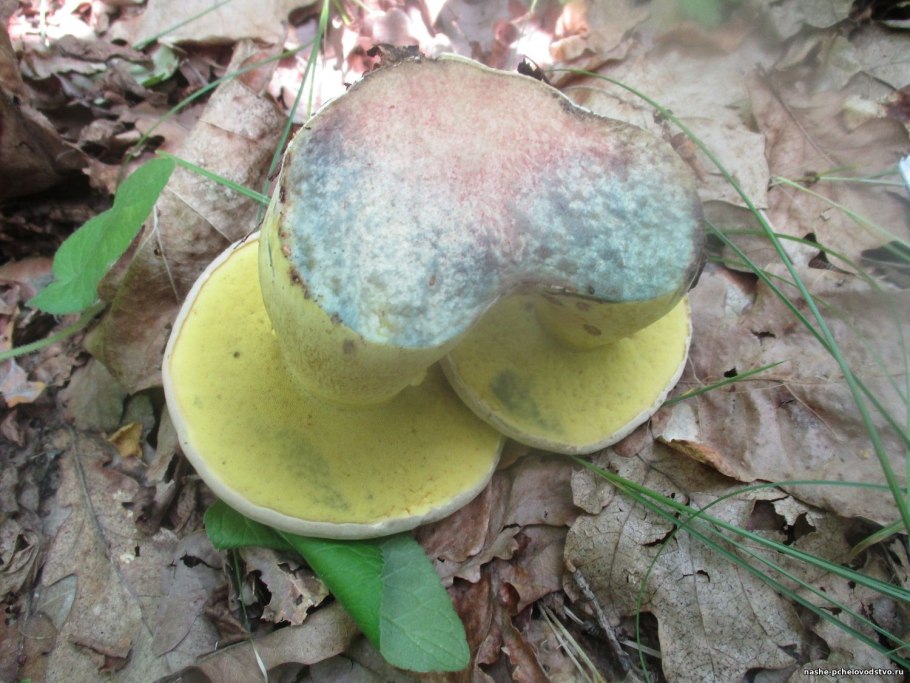 Болет псевдокоролевский