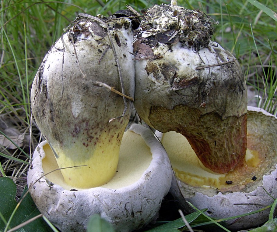 Неблагородные грибы