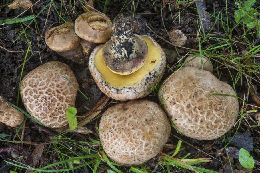 Белый гриб бронзовый Boletus aereus