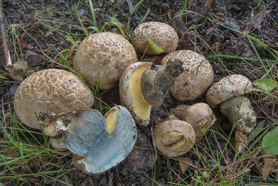 Боровик придаточковый Боровик девичий