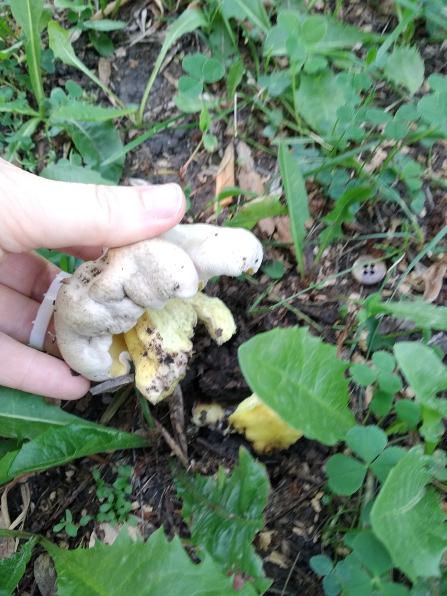 Грибы в дубовых лесах