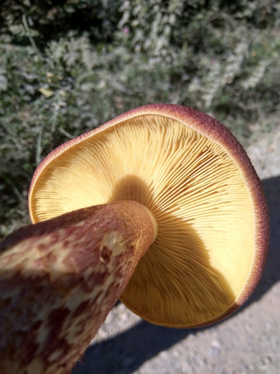 Рядовка желто-красная Tricholomopsis rutilans