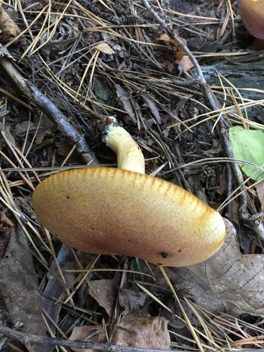 Рядовка желто-красная Tricholomopsis rutilans