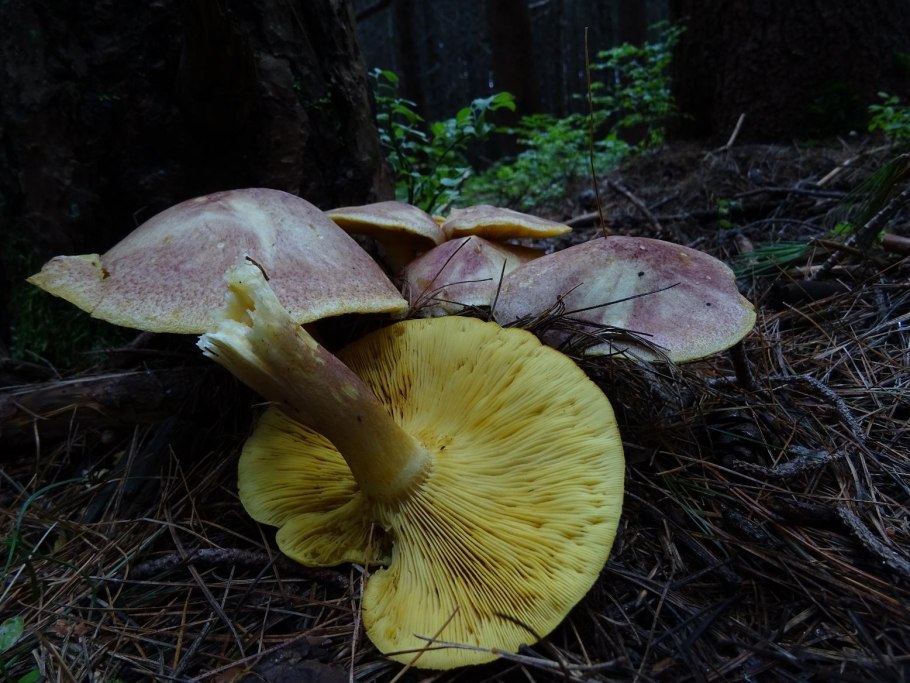 Рядовка желто-красная Tricholomopsis rutilans