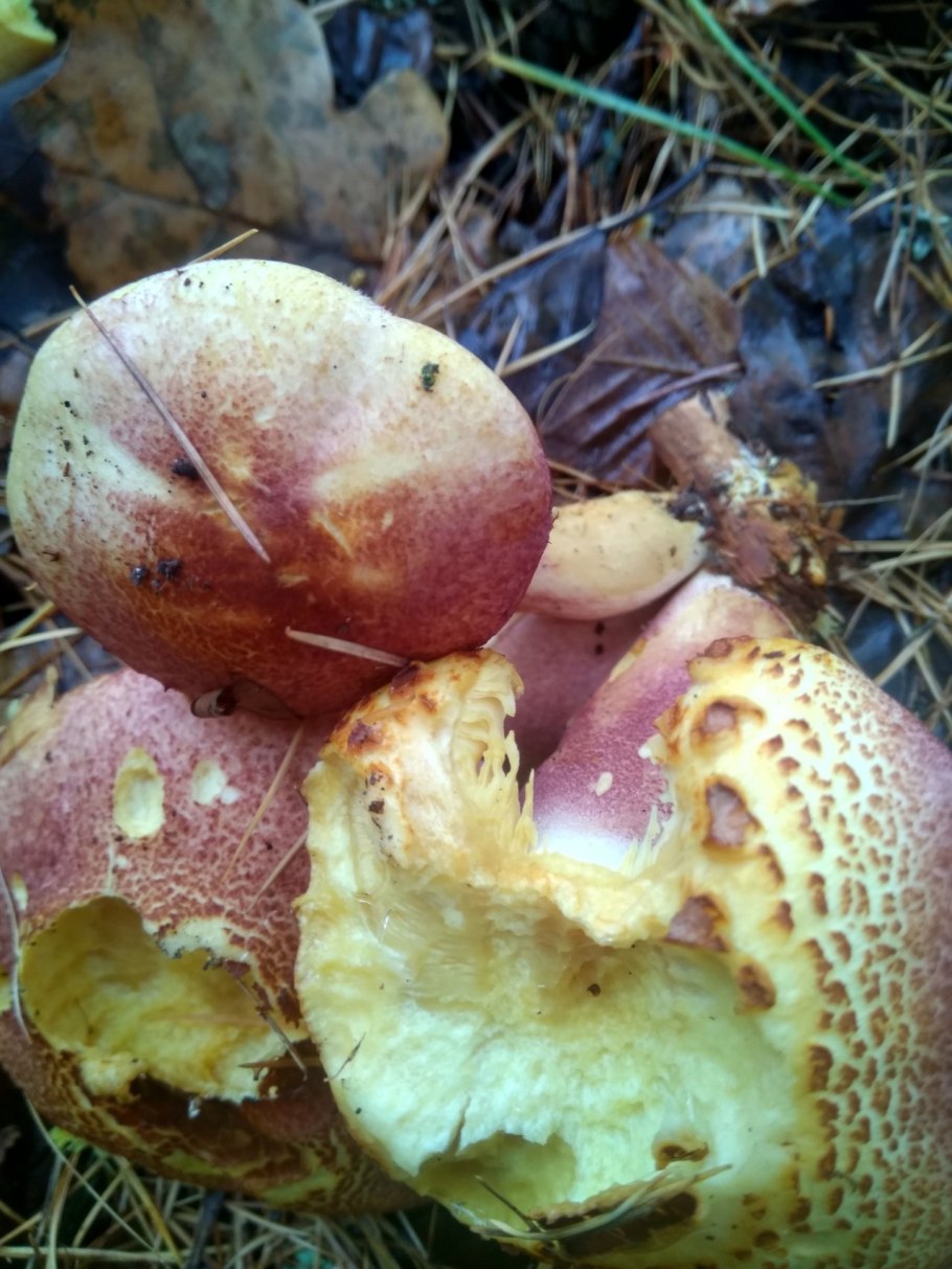 Моховик красный Xerocomus rubellus