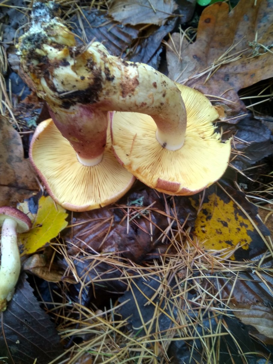 Рядовка желто-красная Tricholomopsis rutilans