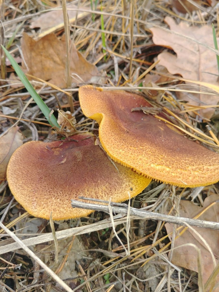 Рядовка желто-красная Tricholomopsis rutilans