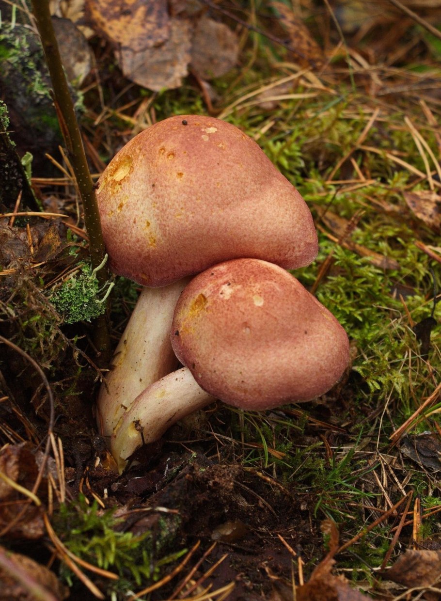 Tricholomopsis rutilans