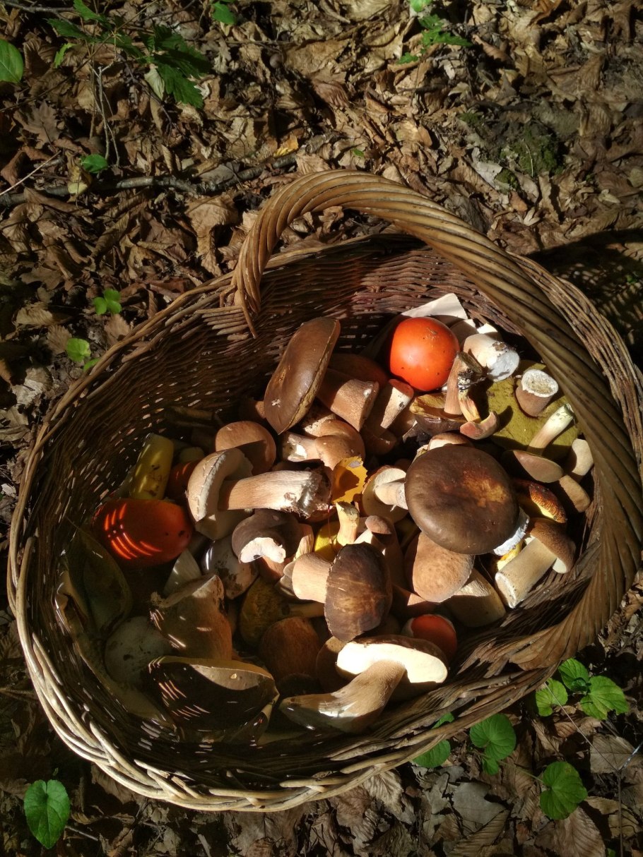 Грибочки съедобные