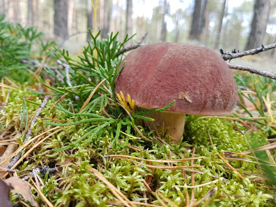 Ядовитые грибы Псковской области