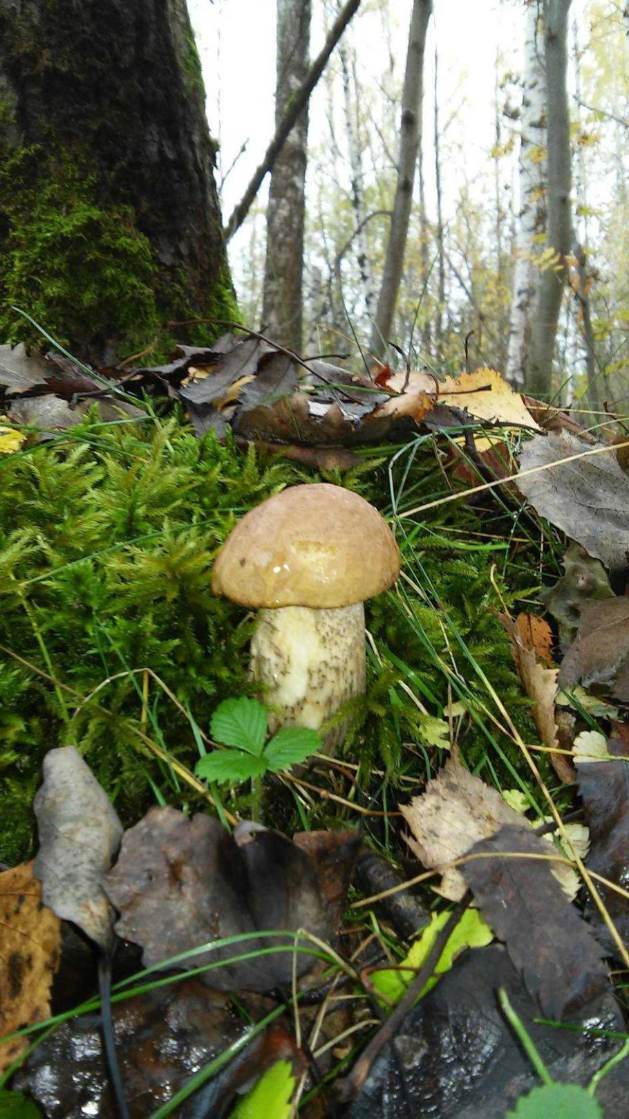 Грибы на опушке леса