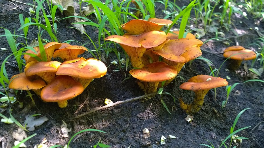 Гомфус булавовидный