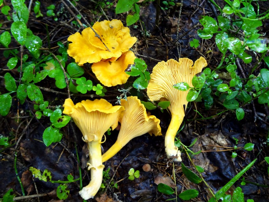 Лисичка желтая (Cantharellus cibarius)