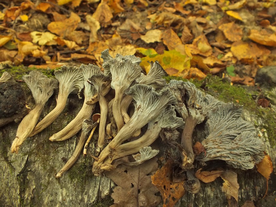 Cantharellus lutescens