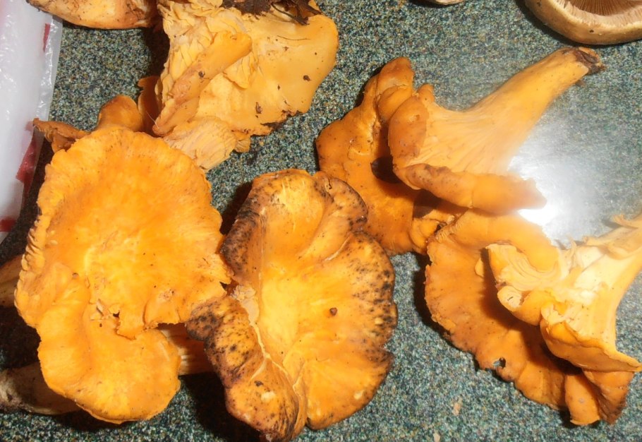 Ложная Лисичка гриб