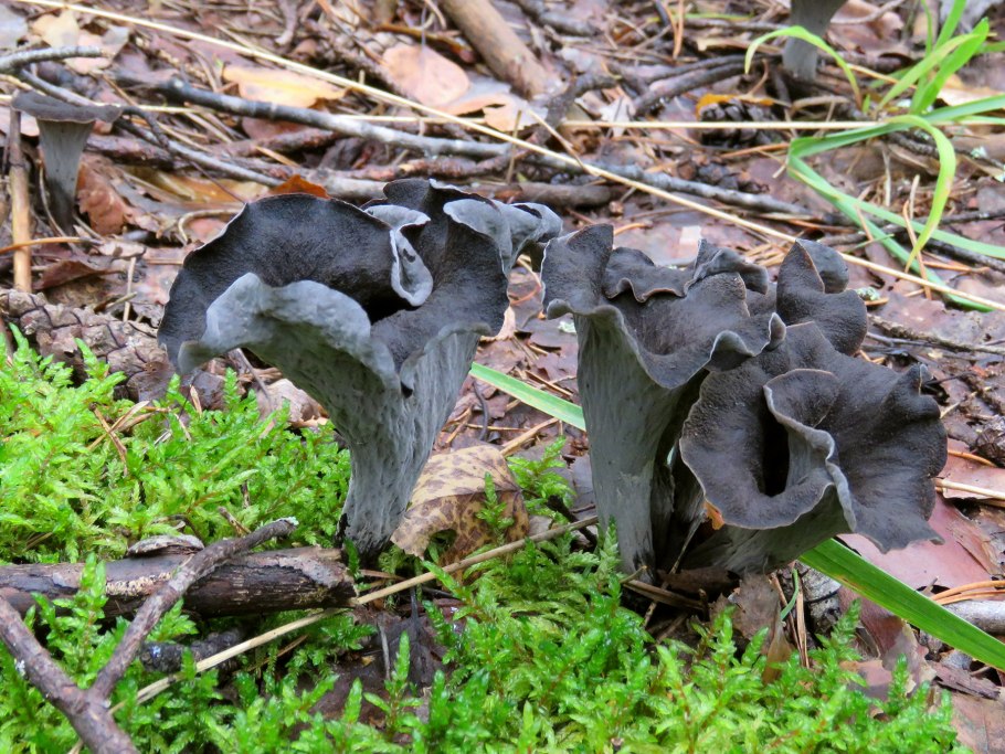 Лисичка Аметистовая Cantharellus amethysteus