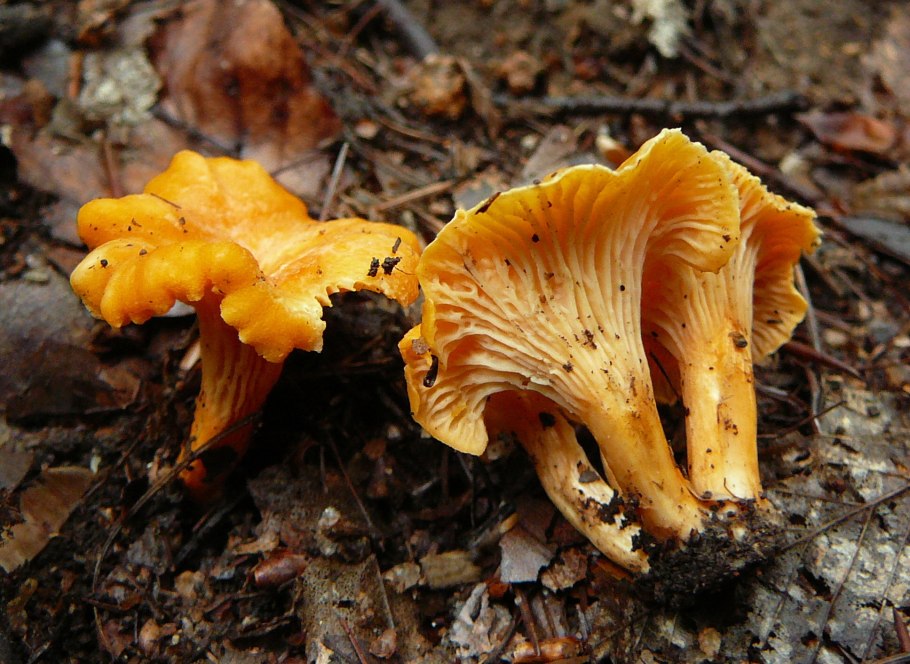 Cantharellus lutescens