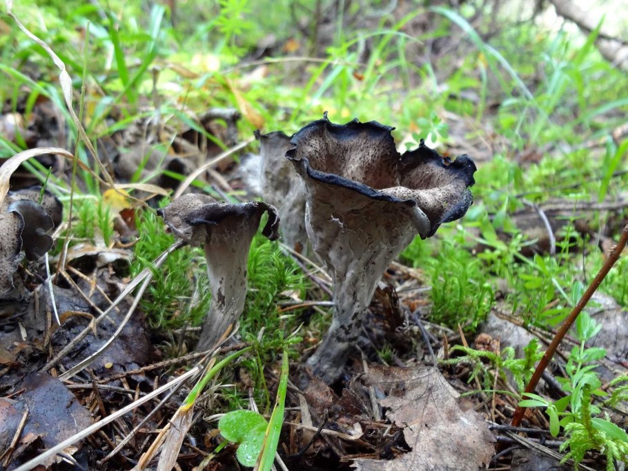 Вороночник трубковидный