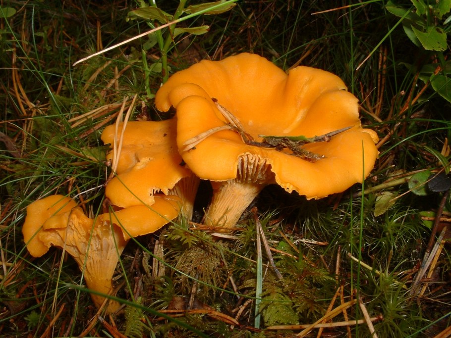 Лисичка трубковидная, Cantharellus tubaeformis