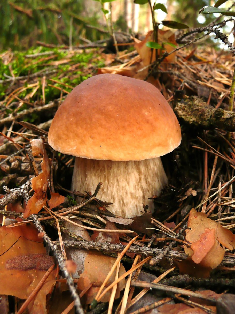 Бугровой гриб