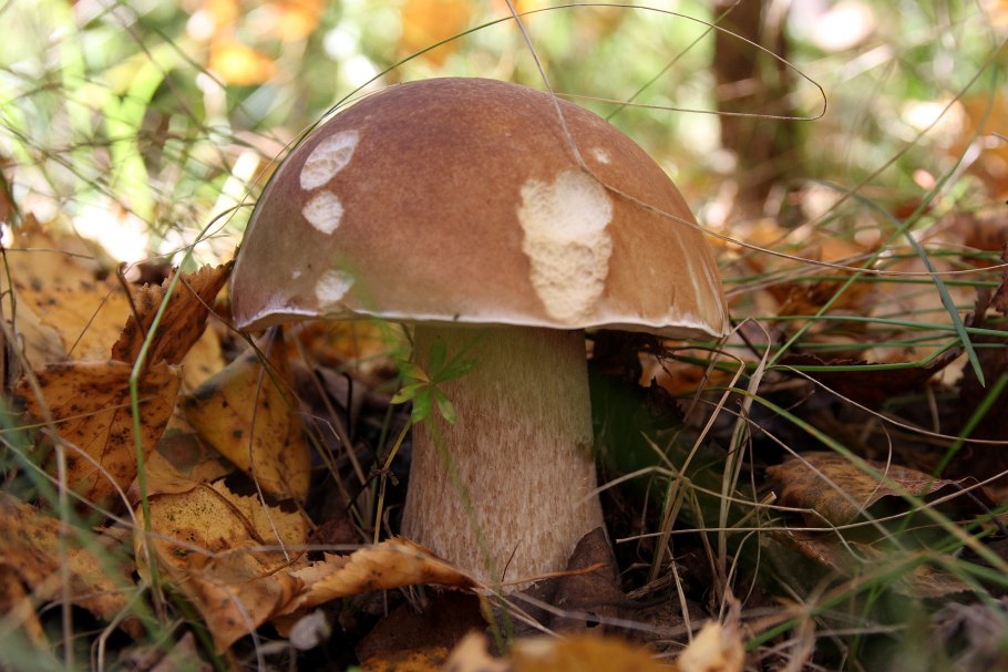 Гриб Боровик маслята белый гриб