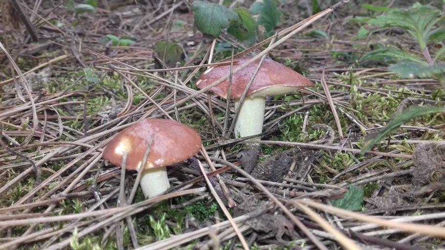 Ядовитые маслята