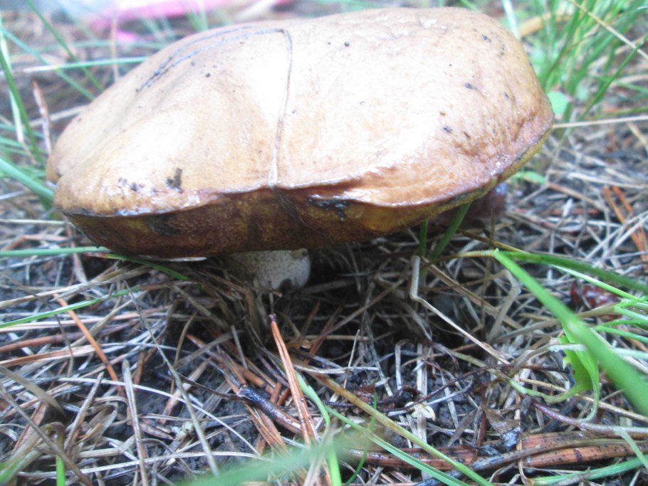 Гриб с маслянистой шляпкой