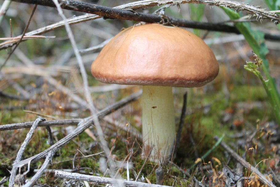 Suillus luteus