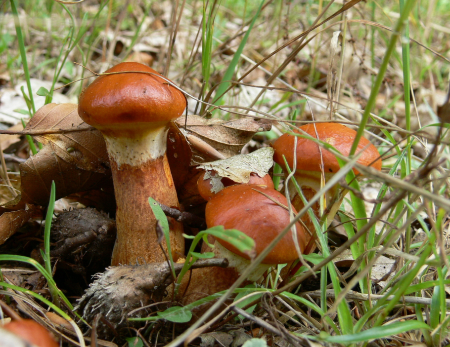 Грибы маслята