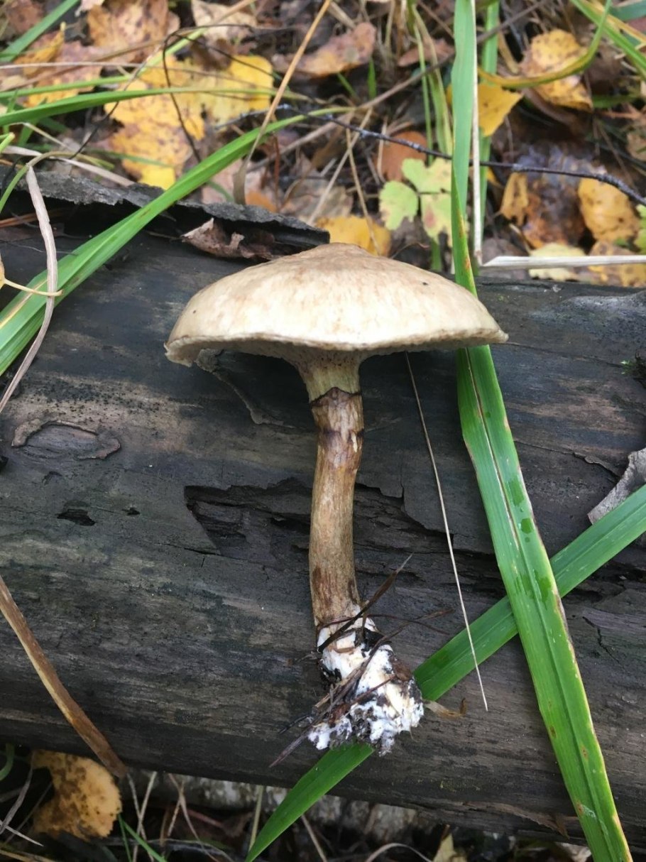 Suillus aeruginascens