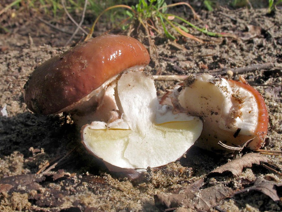 Масленок Suillus luteus