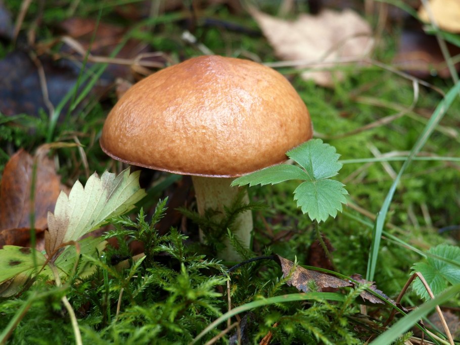 Масленок Пихтовый